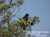 Red-tailed black cockatoo